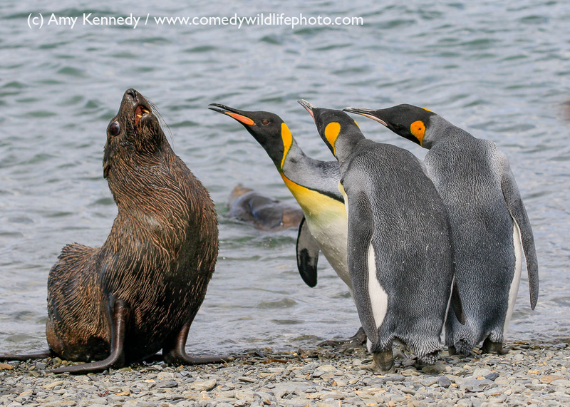 Illustration for article titled Alégrate el día con las fotos finalistas de los Comedy Wildlife Photography Awards